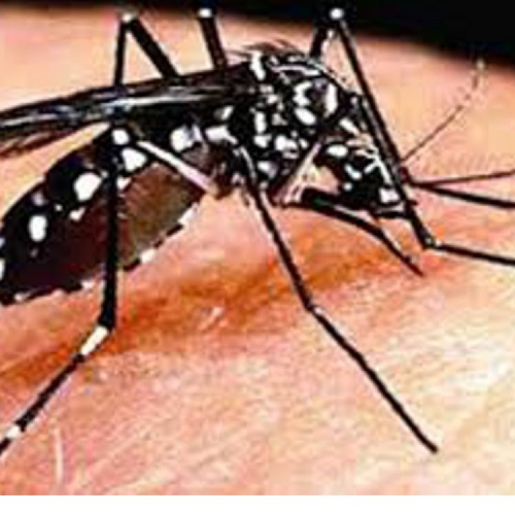 डेंगू से बचाव के लिए छिड़काव पर जोर दें : दुष्यंत चौटाला