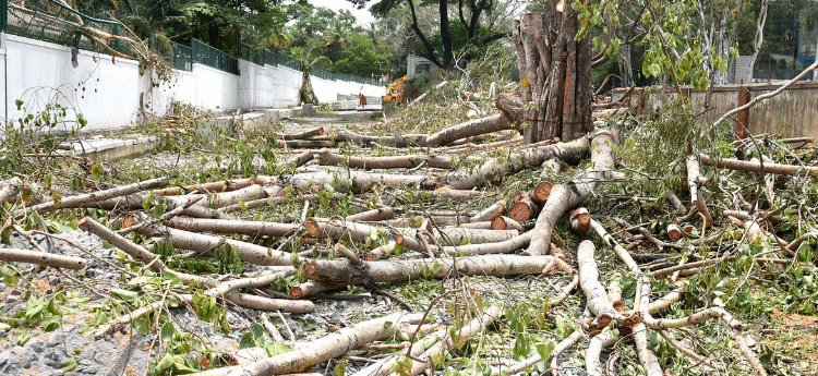 युगलपीठ ने पेड़ों की कटाई पर सख्ती दिखाई, शीर्ष अधिकारियों को तलब