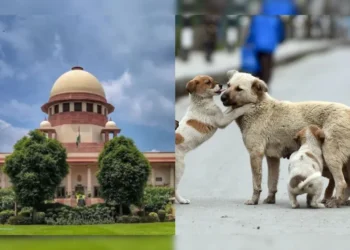 सरकारी इमारतों में कुत्तों को खाना खिलाने पर सुप्रीम कोर्ट सख्त, रोक लगाने की तैयारी में