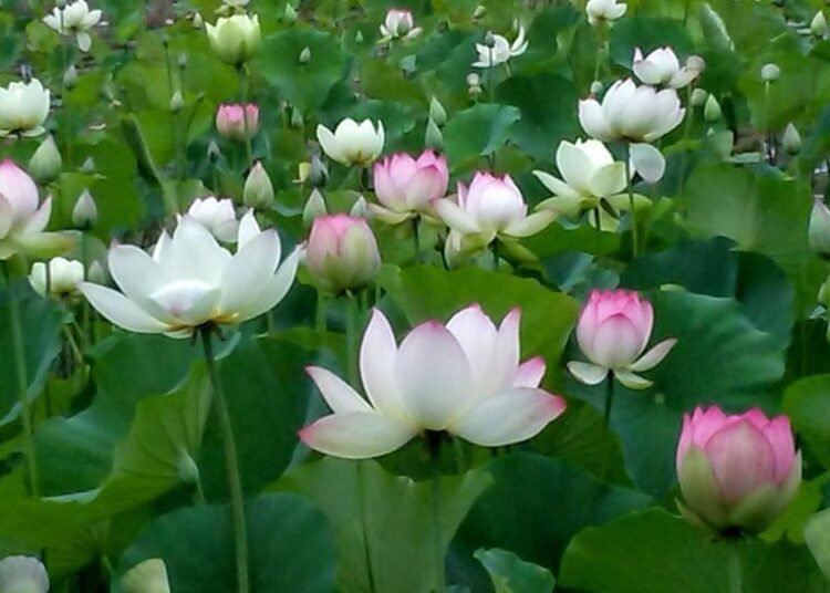 कशमल संरक्षण, एक बड़ी चुनौती