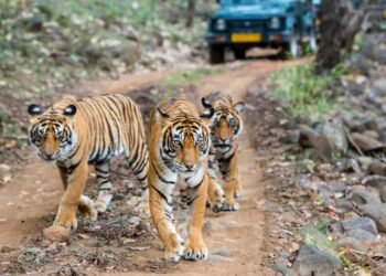 बर्ड सेंट्रिक टूरिज्म के रूप में विकसित हो रहा सरिस्का टाइगर रिजर्व