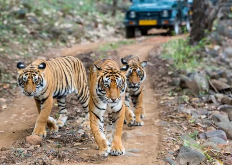 बर्ड सेंट्रिक टूरिज्म के रूप में विकसित हो रहा सरिस्का टाइगर रिजर्व