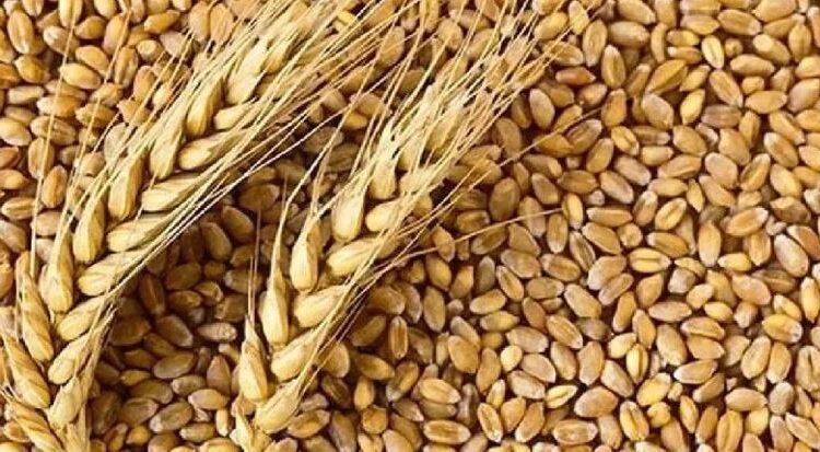 चावल, दालें मजबूत, गेहूं, चीनी नरम, खाद्य तेलों में घट-बढ़